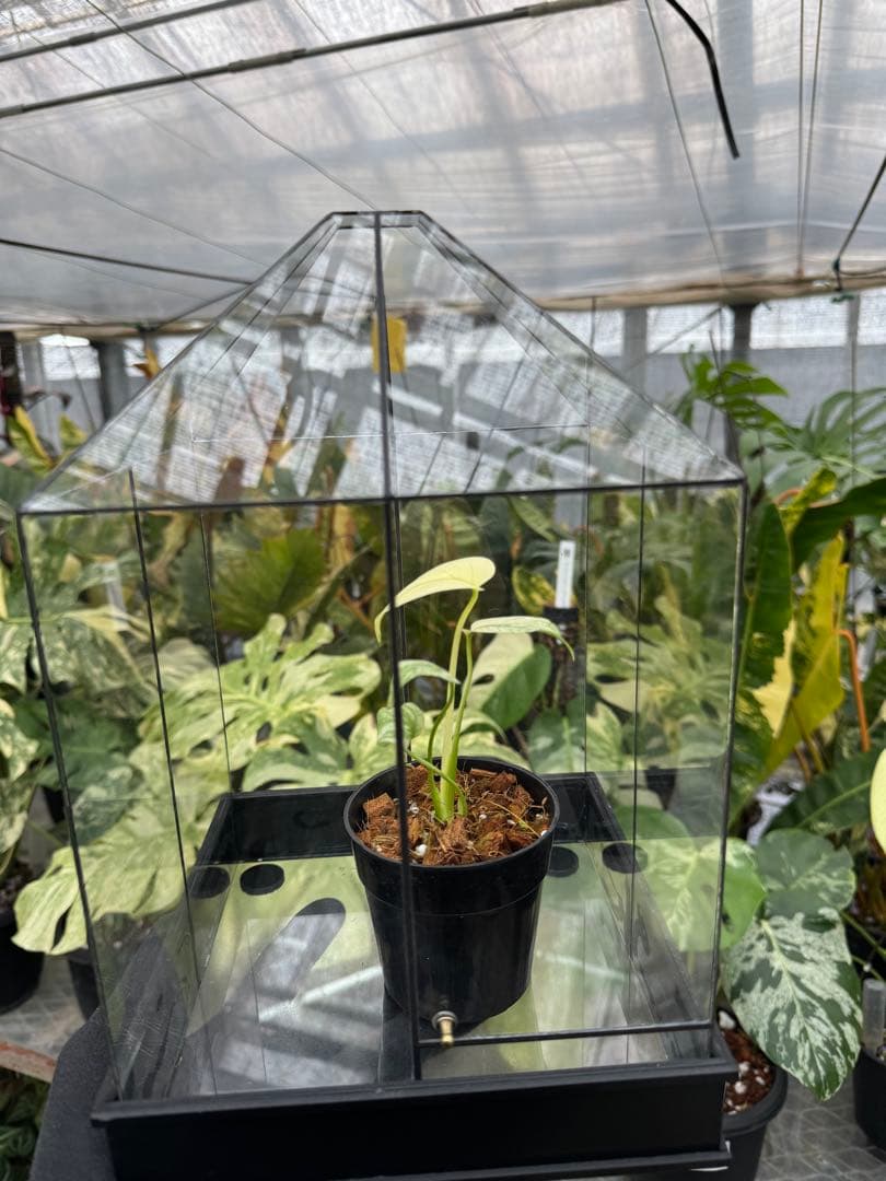 手作りガラス温室風テラリウムケース