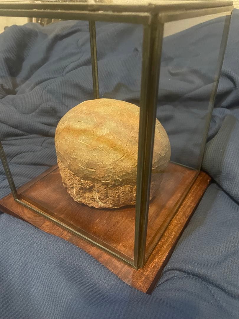 【入手困難】恐竜の卵　化石　ハドロサウルスの卵　SP1