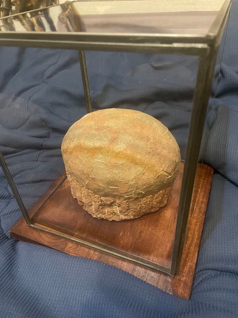 【入手困難】恐竜の卵　化石　ハドロサウルスの卵　SP1