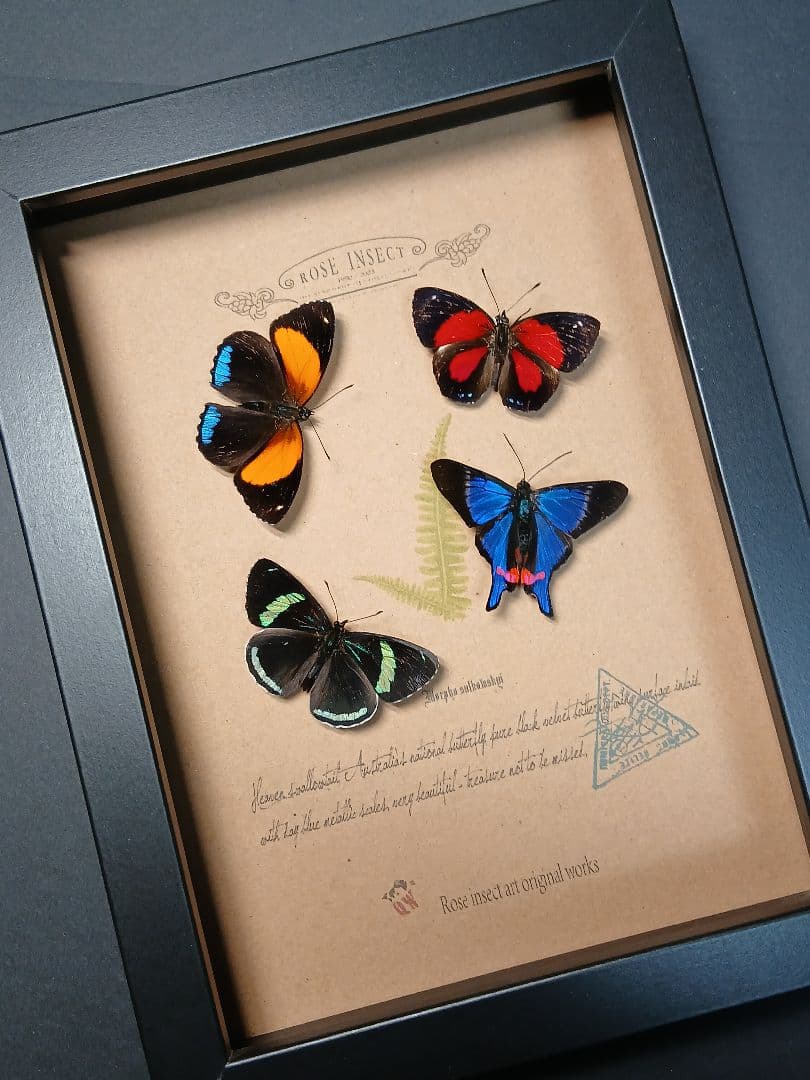 アマゾン原生熱帯雨林の昆虫標本アート ｜一点物・ハンドメイド・オリジナル作品