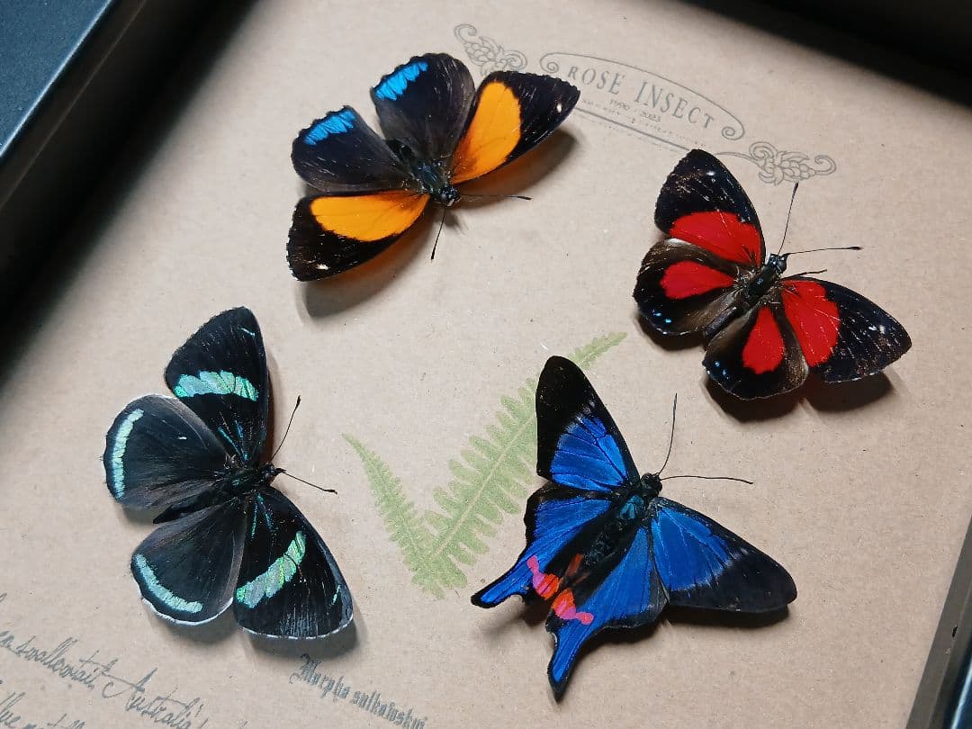 アマゾン原生熱帯雨林の昆虫標本アート ｜一点物・ハンドメイド・オリジナル作品