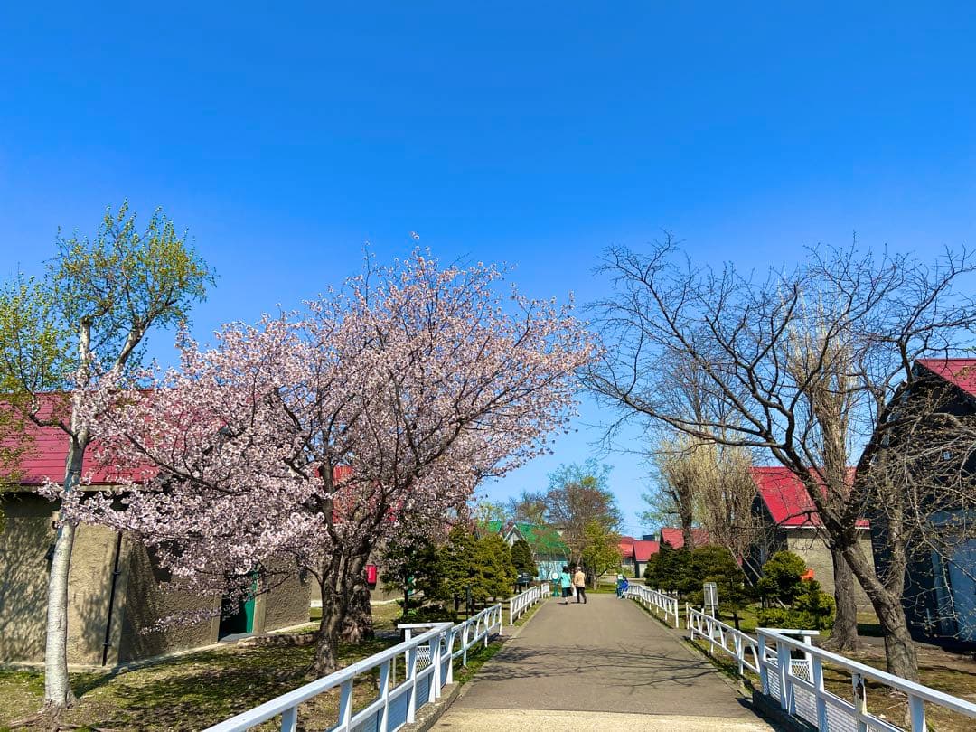 ニッカ　余市　プレミアムウイスキー　6本セット