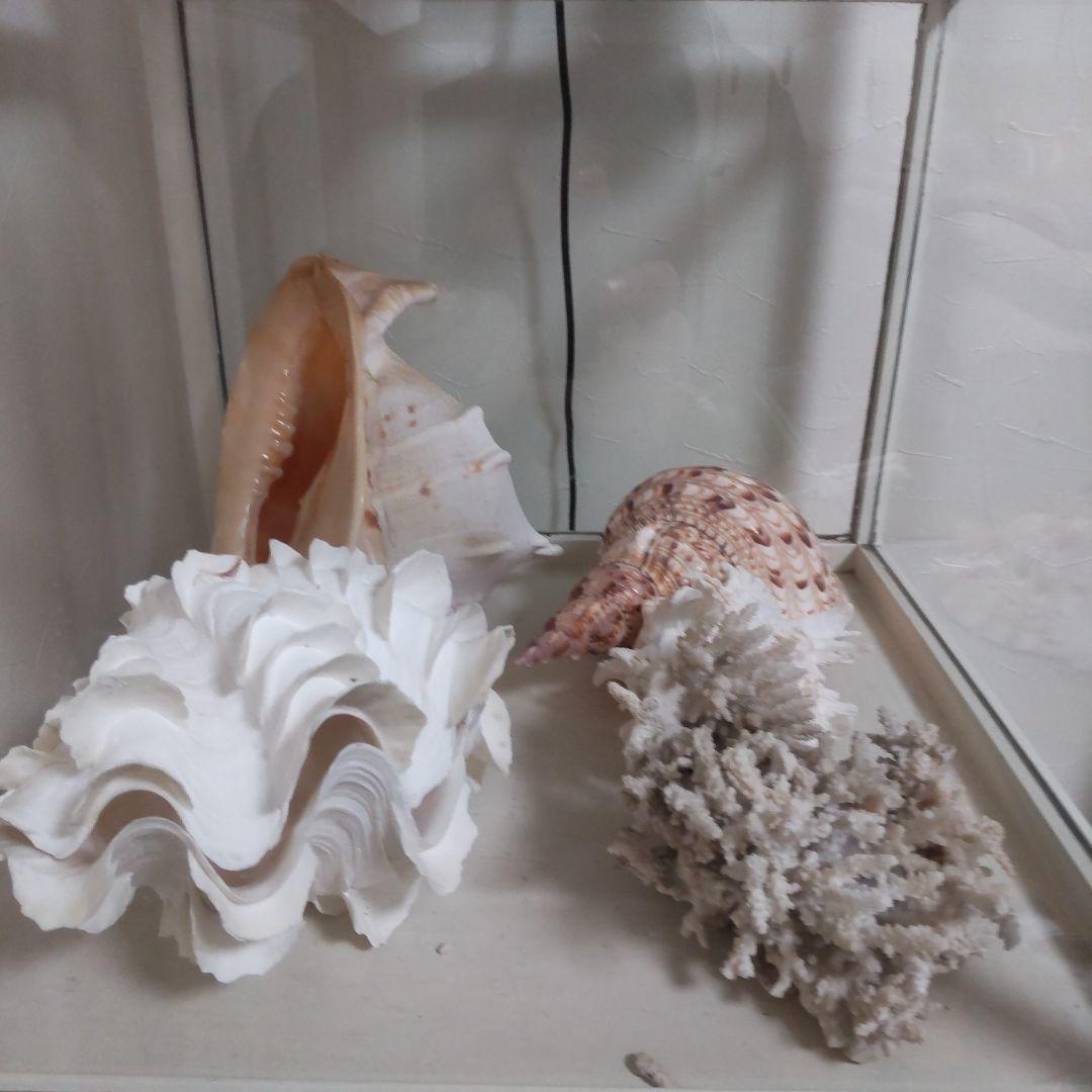 ほら貝 ピンクガイ サンゴセット