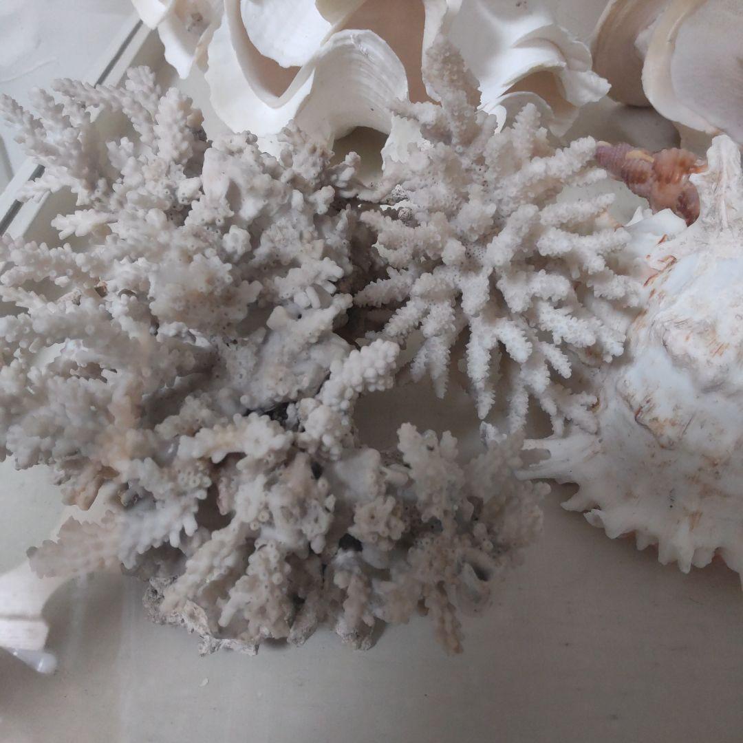 ほら貝 ピンクガイ サンゴセット