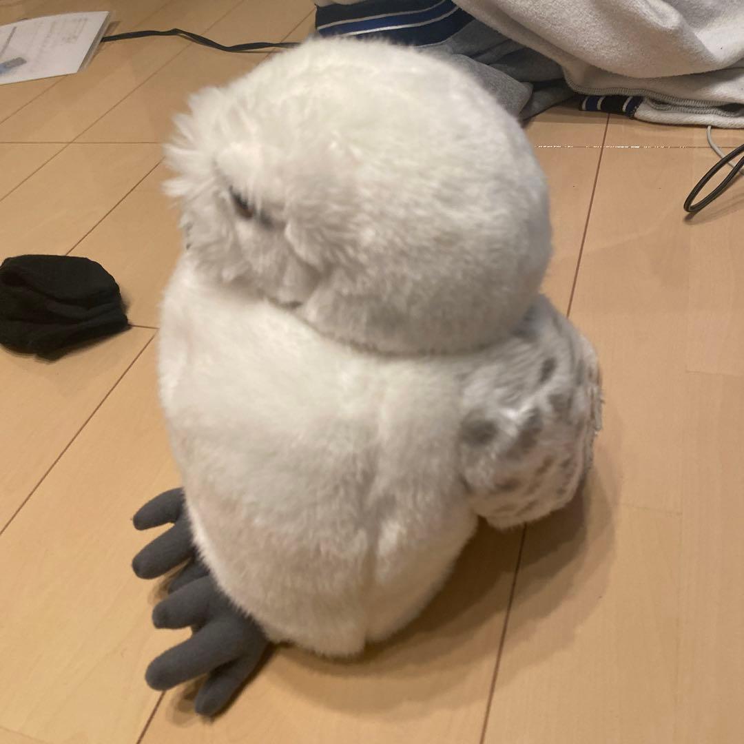 ハリポッターの鳥