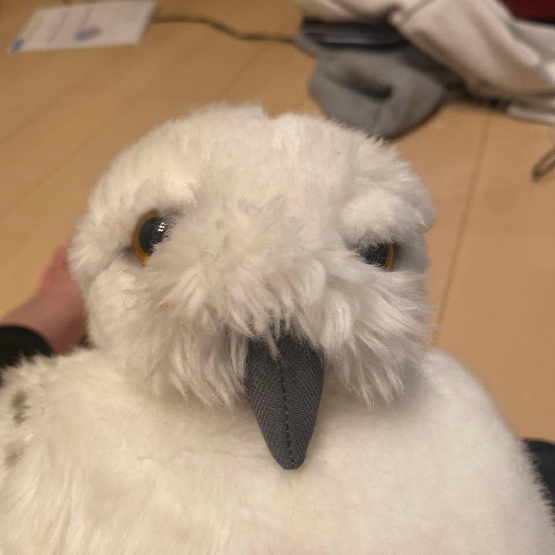 ハリポッターの鳥