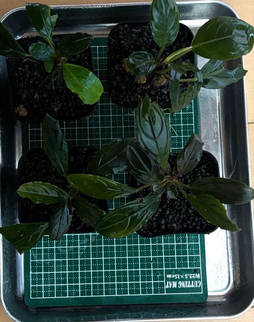 ブセファランドラspスケルトンキング　4株