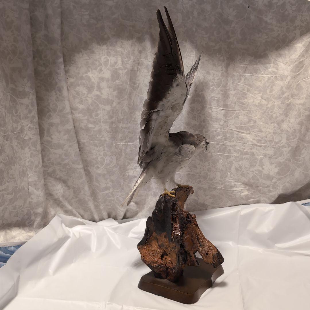 カタグロトビ 鷹 剥製
