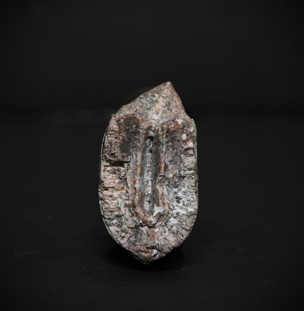 超絶希少！伝説的なギガノトサウルスの歯！　値段交渉可能