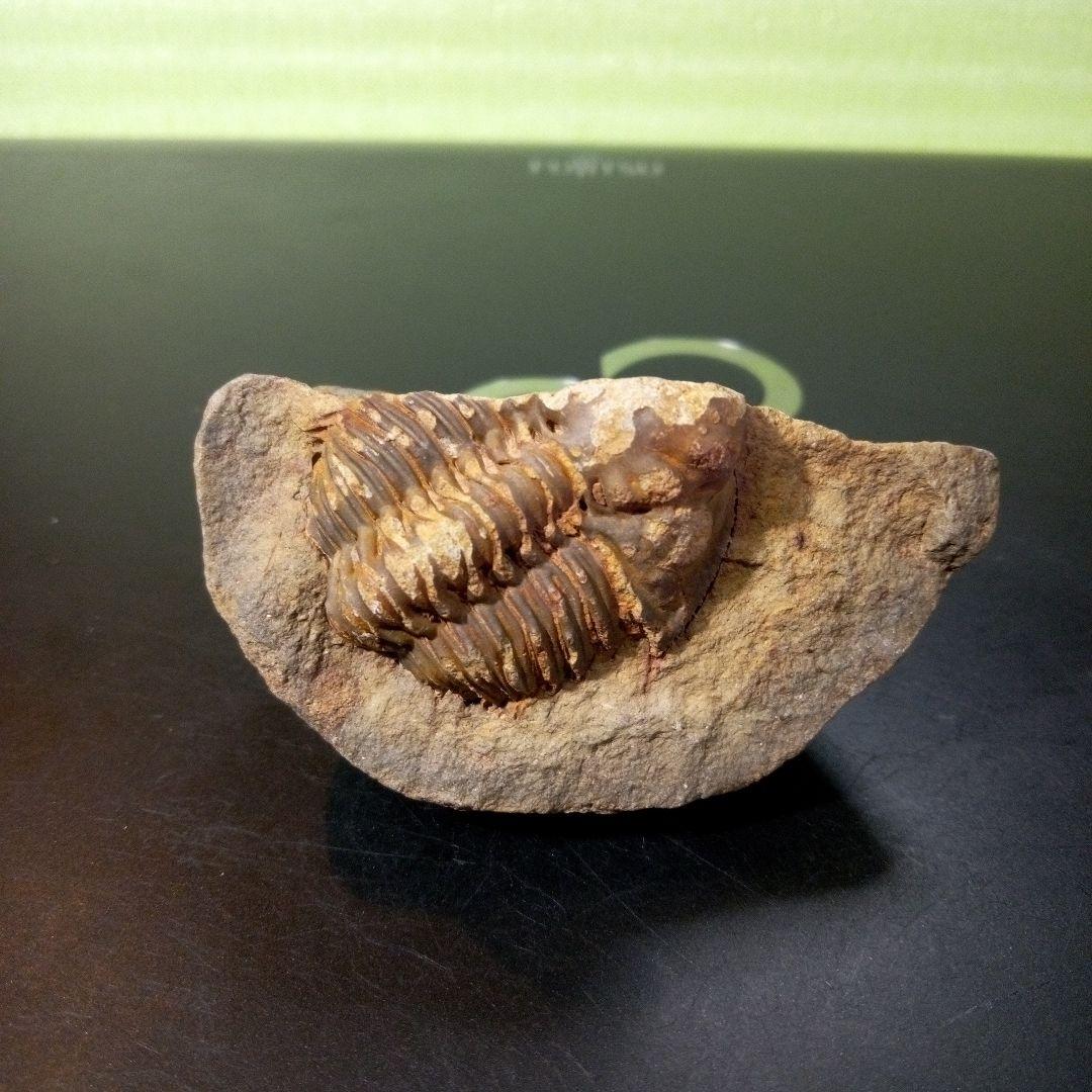 三葉虫　化石　fossil　ボリビア産　レア　Fossil管理⑦