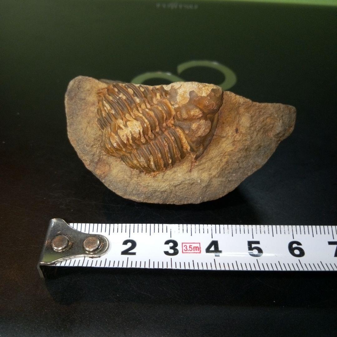 三葉虫　化石　fossil　ボリビア産　レア　Fossil管理⑦