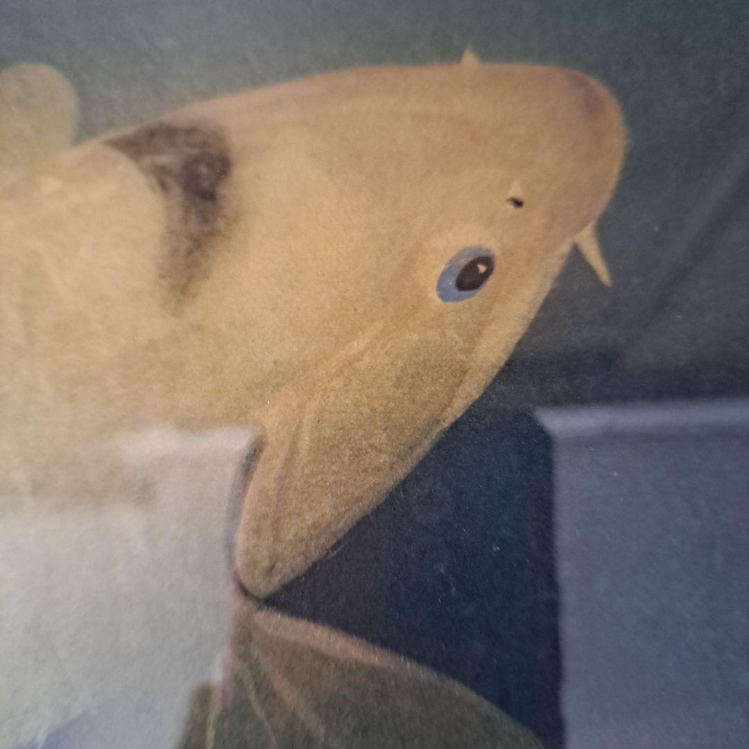 川村憲邦直筆　黄金鯉