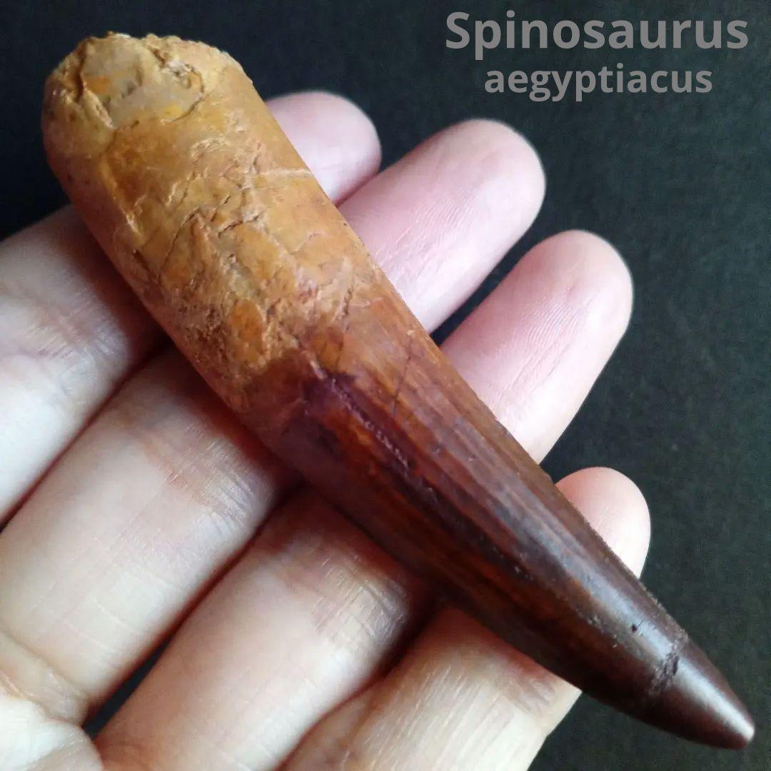 恐竜　スピノサウルス　歯化石　特大　美麗　７９mm