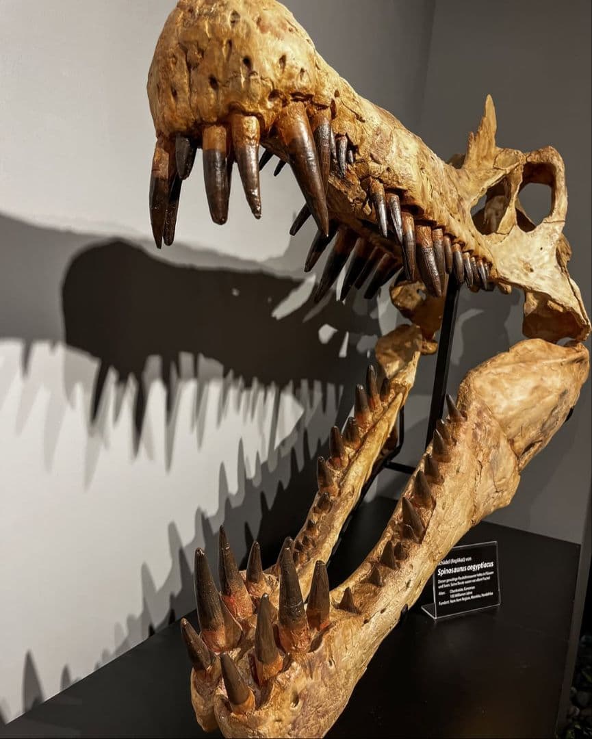 恐竜　スピノサウルス　歯化石　特大　美麗　７９mm