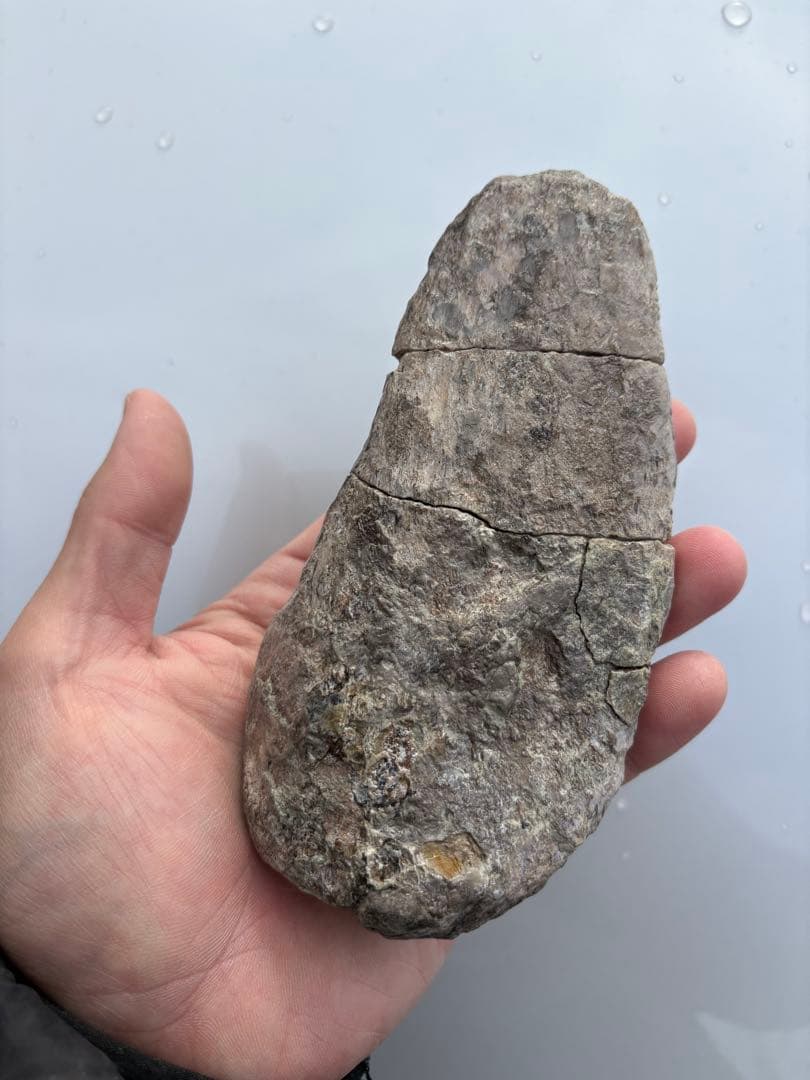 ジュラ紀のアンキロサウルスの棘　化石　恐竜