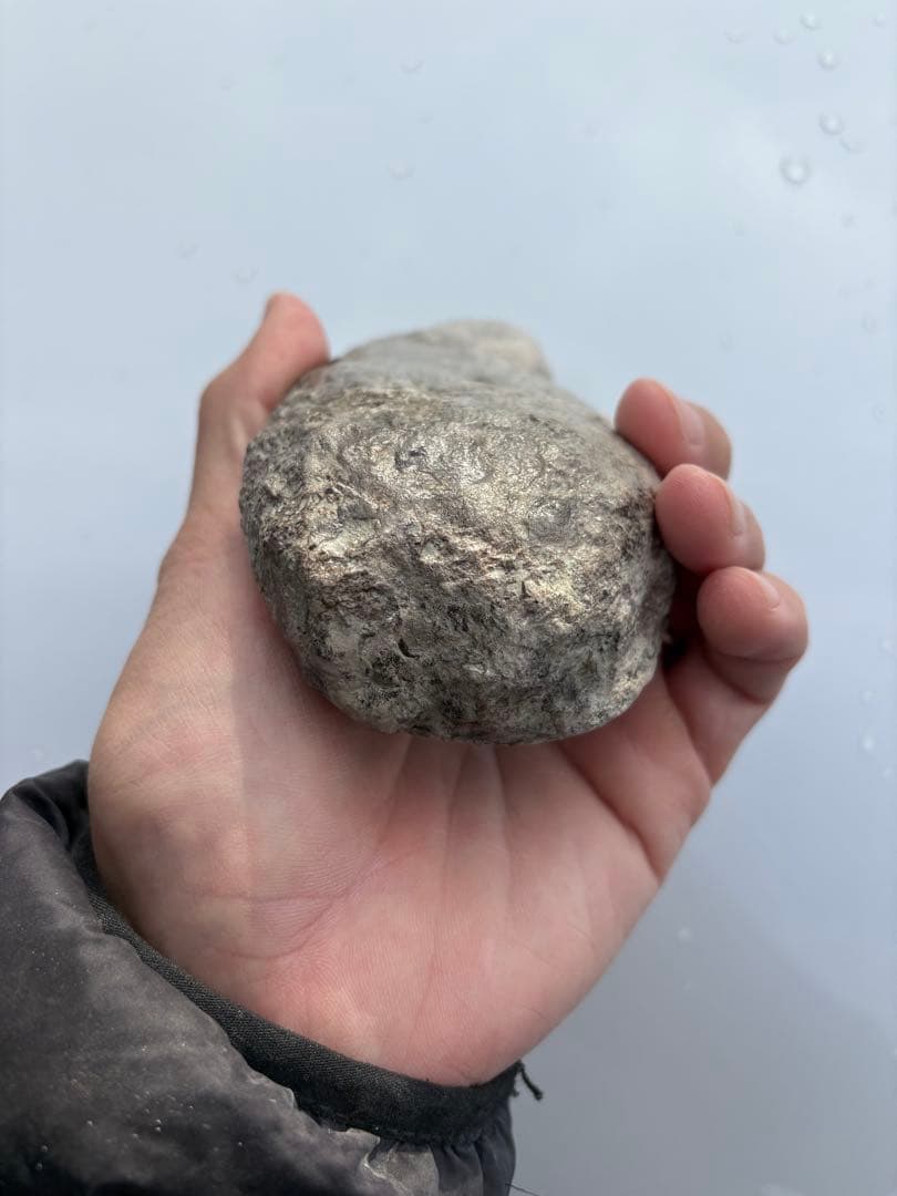 ジュラ紀のアンキロサウルスの棘　化石　恐竜