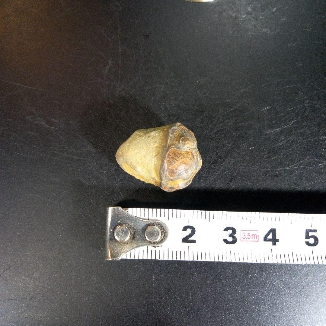 三葉虫　化石　fossil　ボリビア産　trilobite　ノジュール種類⑦