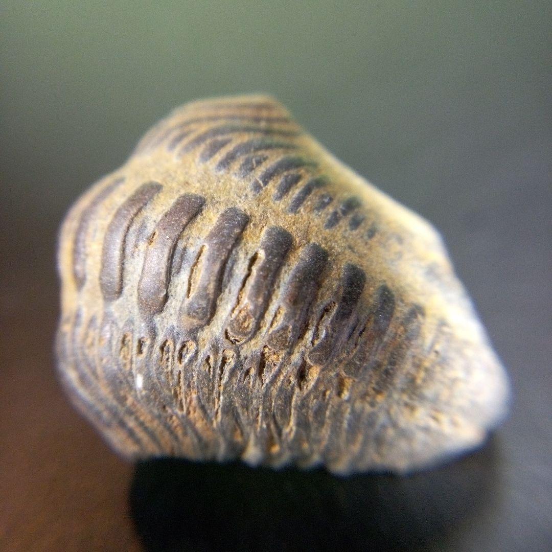 三葉虫　化石　fossil　ボリビア産　trilobite　ノジュール種類⑦