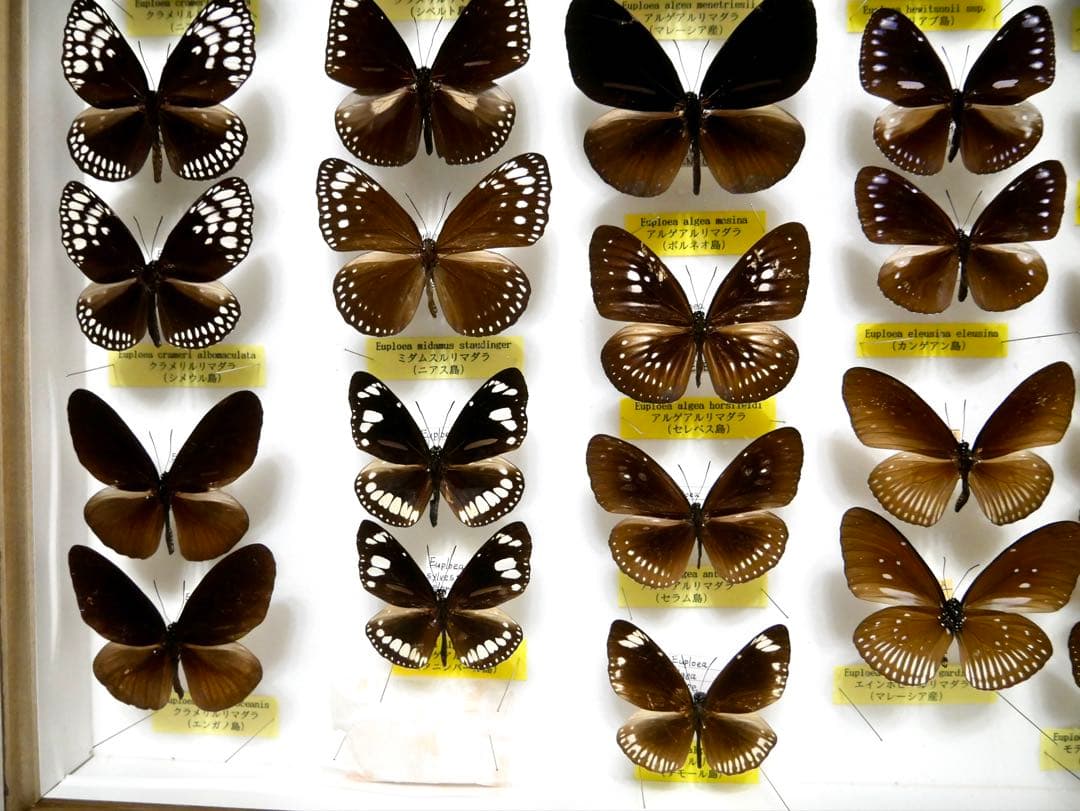 蝶標本 リルマダラ各種 世界産地別コレクション 研究用大型ドイツ箱