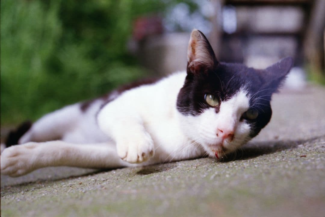 d*9様 Nikon F 動作確認済み　作例あり