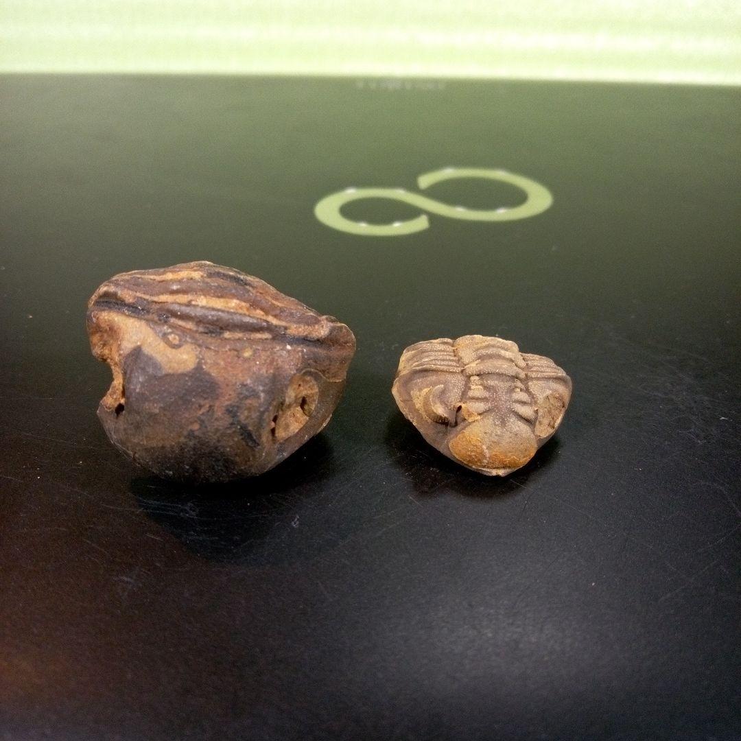 三葉虫　化石　fossil　ボリビア産　レア　Fossil識別⑨　２個セット