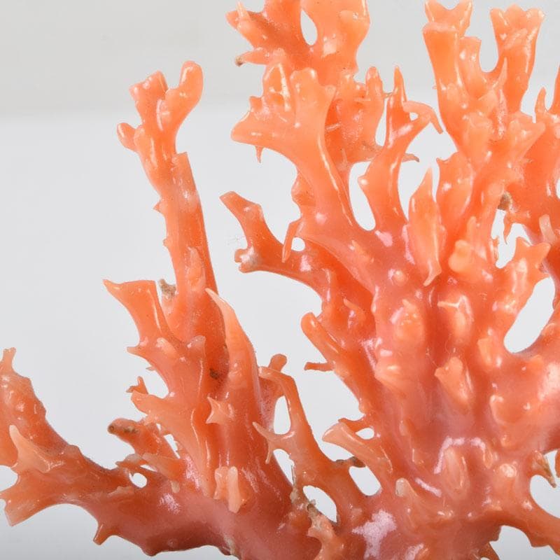 中国　赤珊瑚　サンゴ　置物　唐木台・ケース付　V　9075