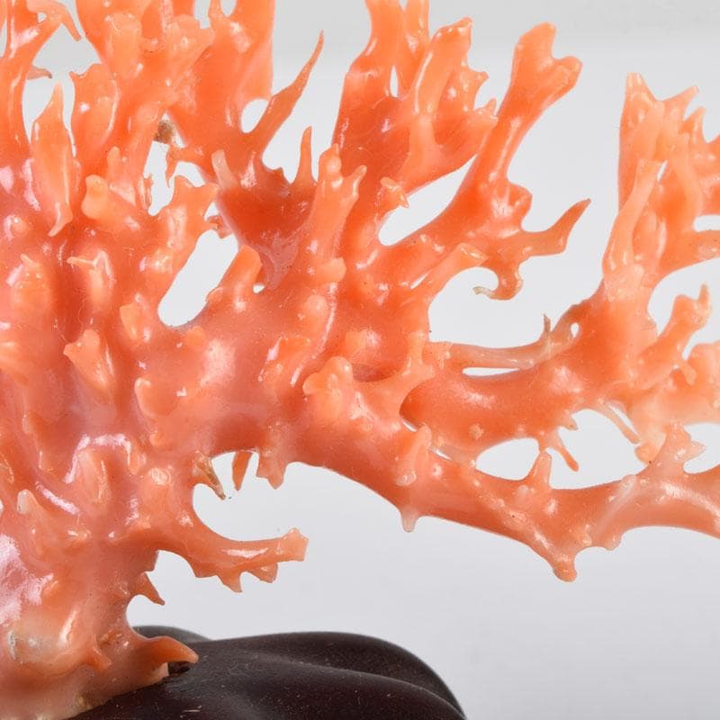 中国　赤珊瑚　サンゴ　置物　唐木台・ケース付　V　9075