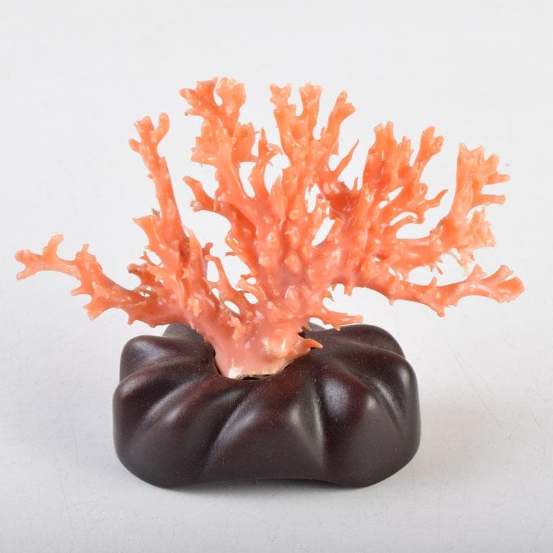 中国　赤珊瑚　サンゴ　置物　唐木台・ケース付　V　9075
