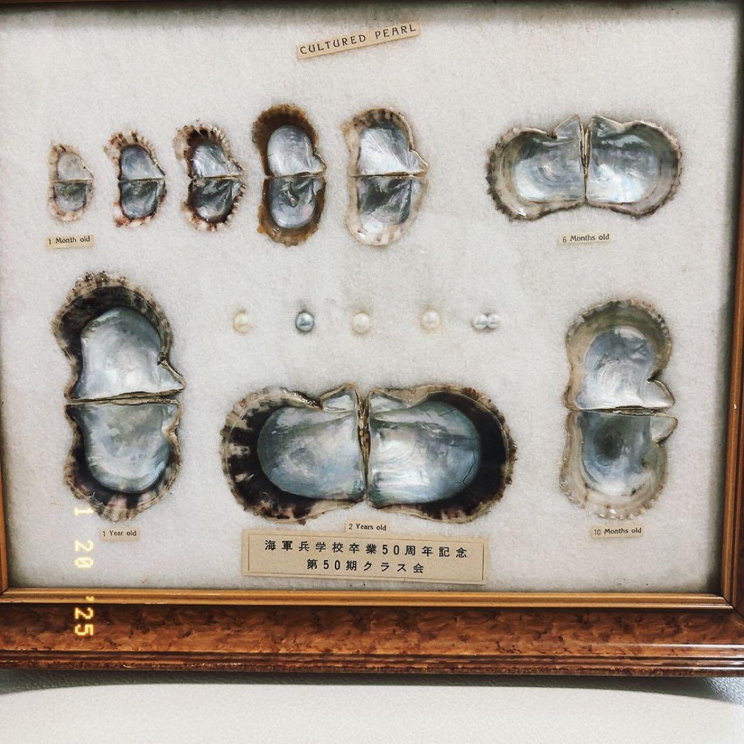 真珠標本 50周年記念