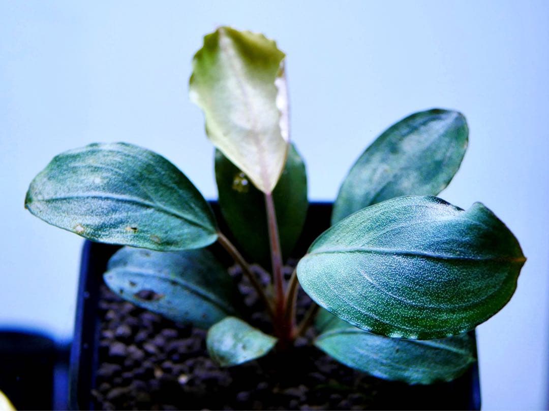 《激美＆レア》ブセファランドラ『Pandora Variant』【完全水中葉】