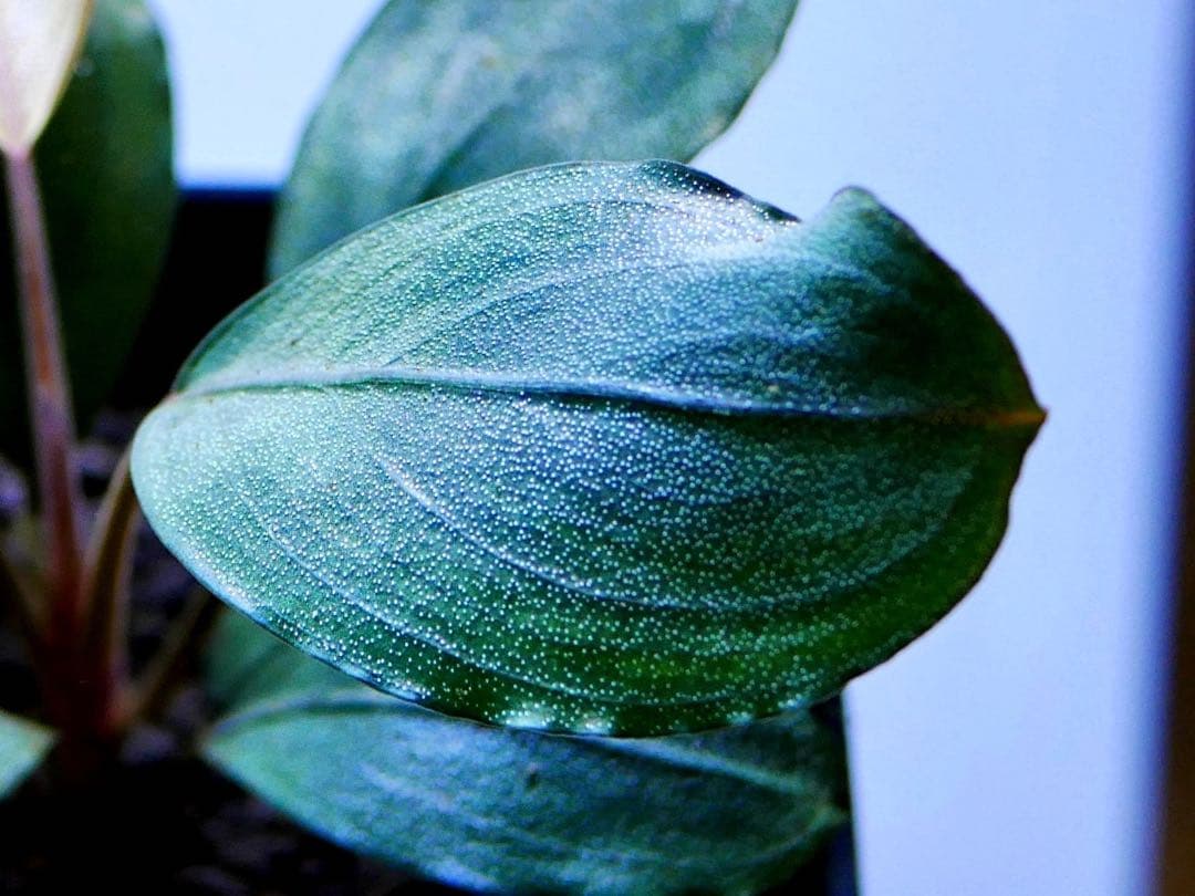 《激美＆レア》ブセファランドラ『Pandora Variant』【完全水中葉】