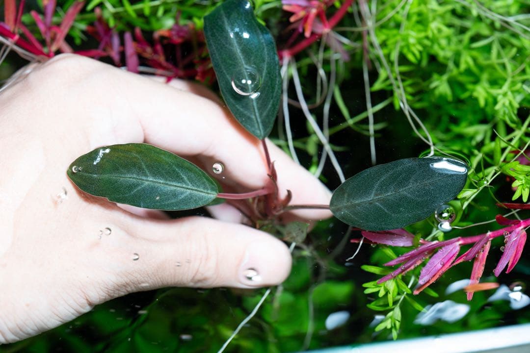 Bucephalandra sp.”Dark gray“【TB便】