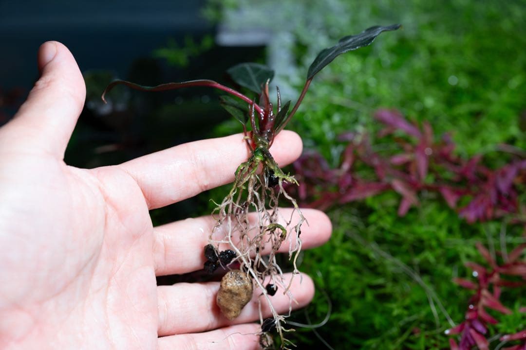 Bucephalandra sp.”Dark gray“【TB便】