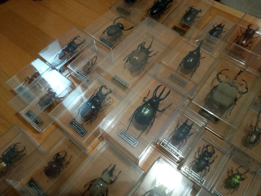 デアゴスティーニ　世界の昆虫シリーズ　コレクション　原寸大標本　５０匹