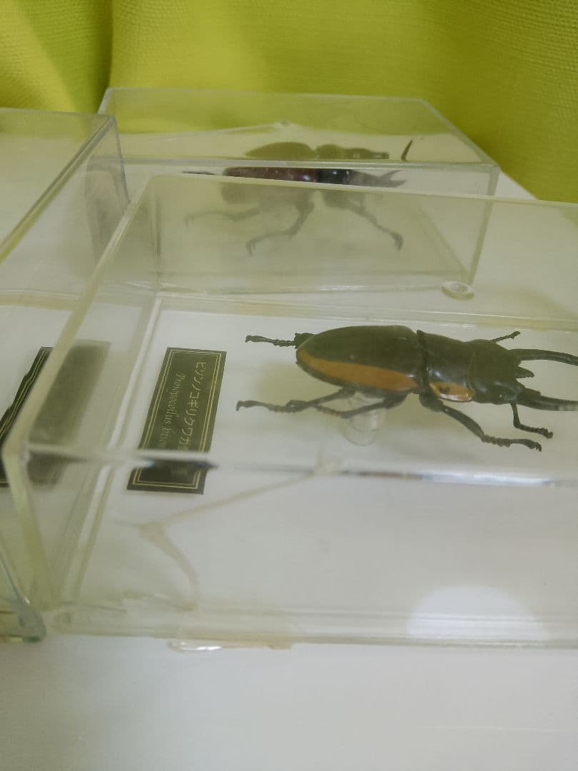 デアゴスティーニ　世界の昆虫シリーズ　コレクション　原寸大標本　５０匹