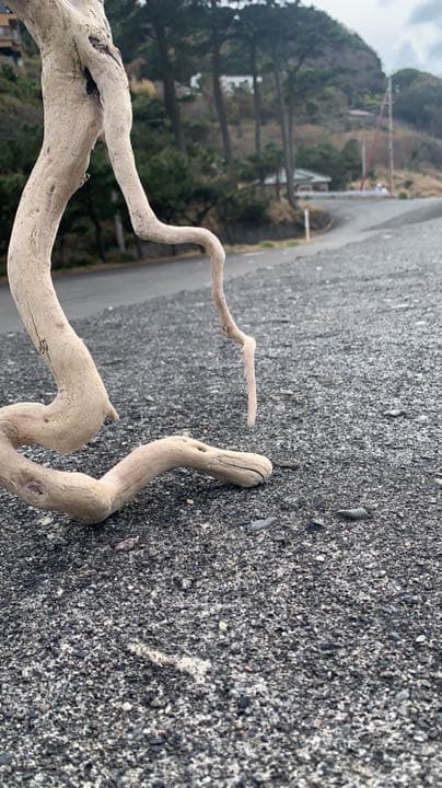 自然美流木龍+蛇