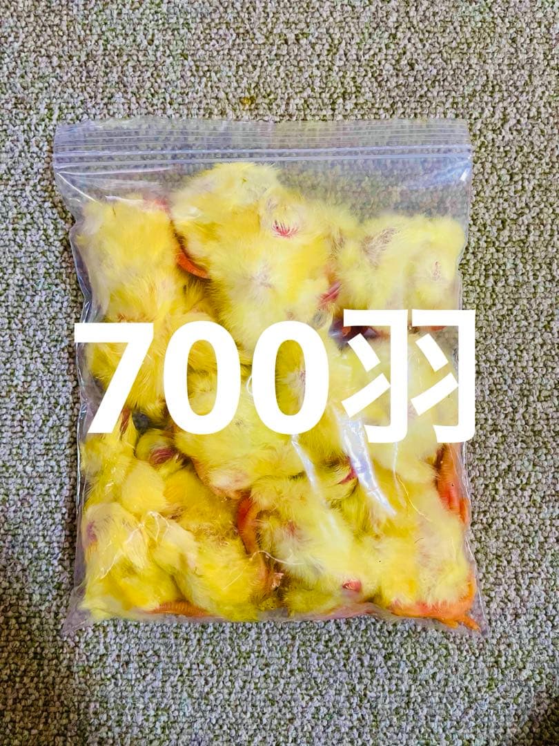 【リピート購入で＋10羽】 送料無料 国産 新鮮安全 冷凍ひよこ 700羽