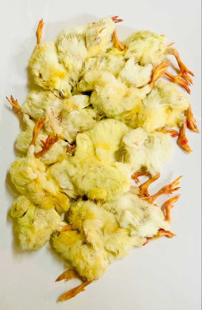 【リピート購入で＋10羽】 送料無料 国産 新鮮安全 冷凍ひよこ 700羽