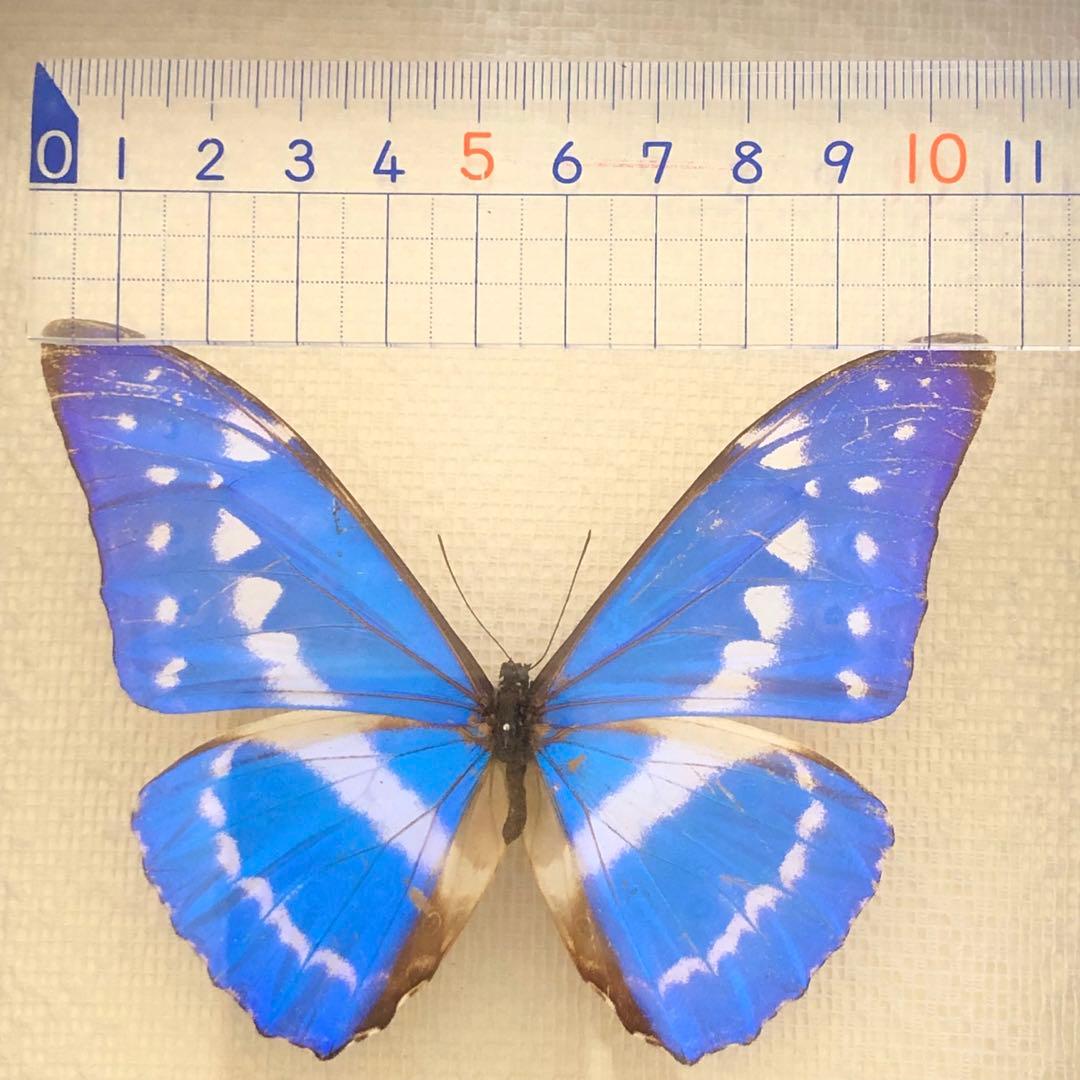 サ*ヤ様 キプリスモルフォ蝶 コロンビア 標本 額縁入り