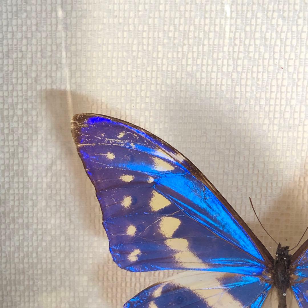 サ*ヤ様 キプリスモルフォ蝶 コロンビア 標本 額縁入り