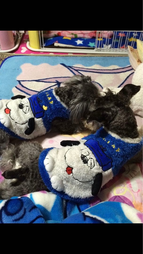 miniさま  確認用　その②