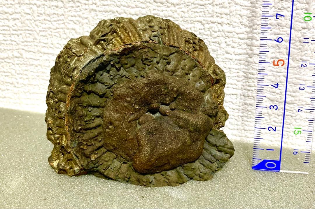 黄鉄鉱化アンモナイト 化石 大型