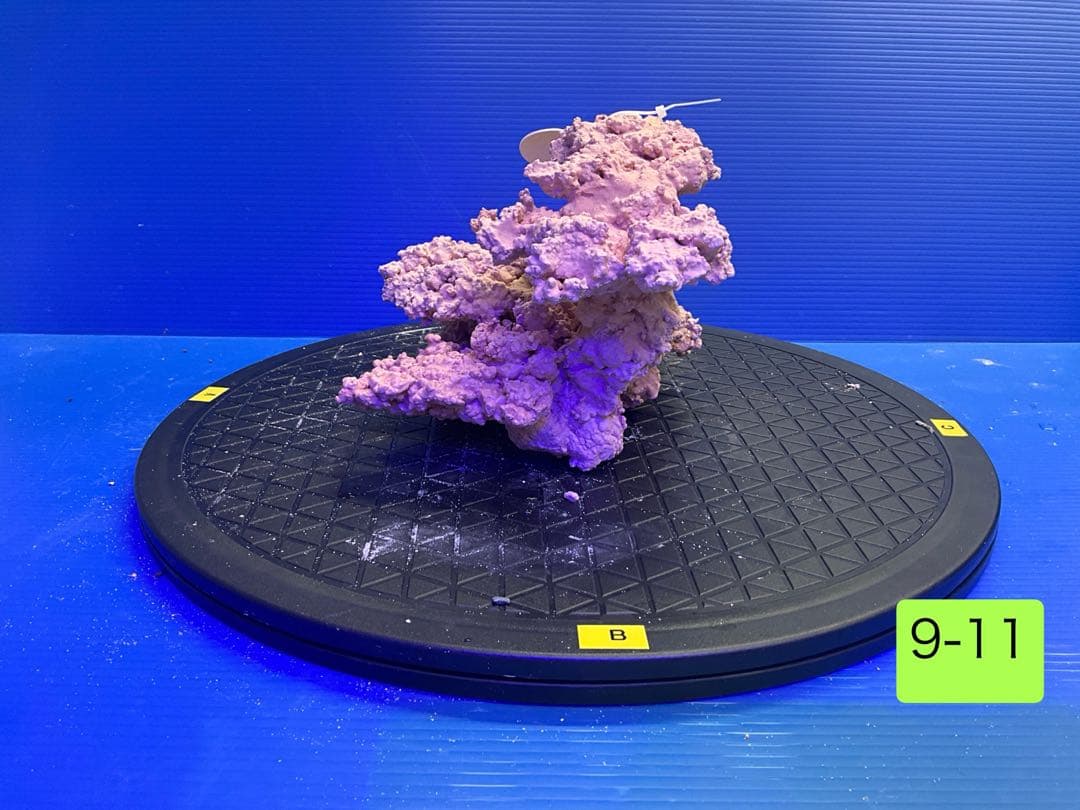 人工ライブロック　No.11 無害化処理済