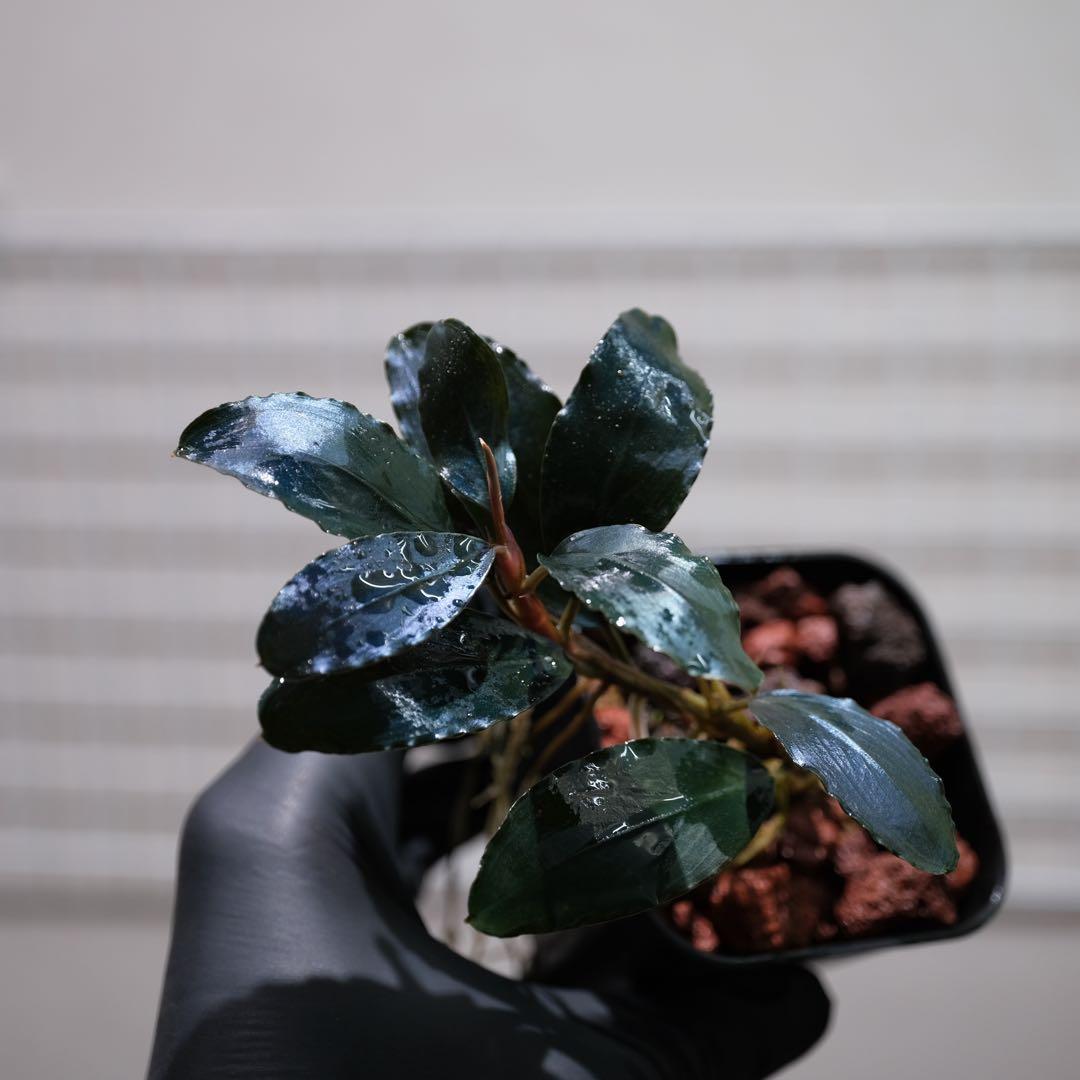 807さんBUCEPHALANDRA 光沢優先