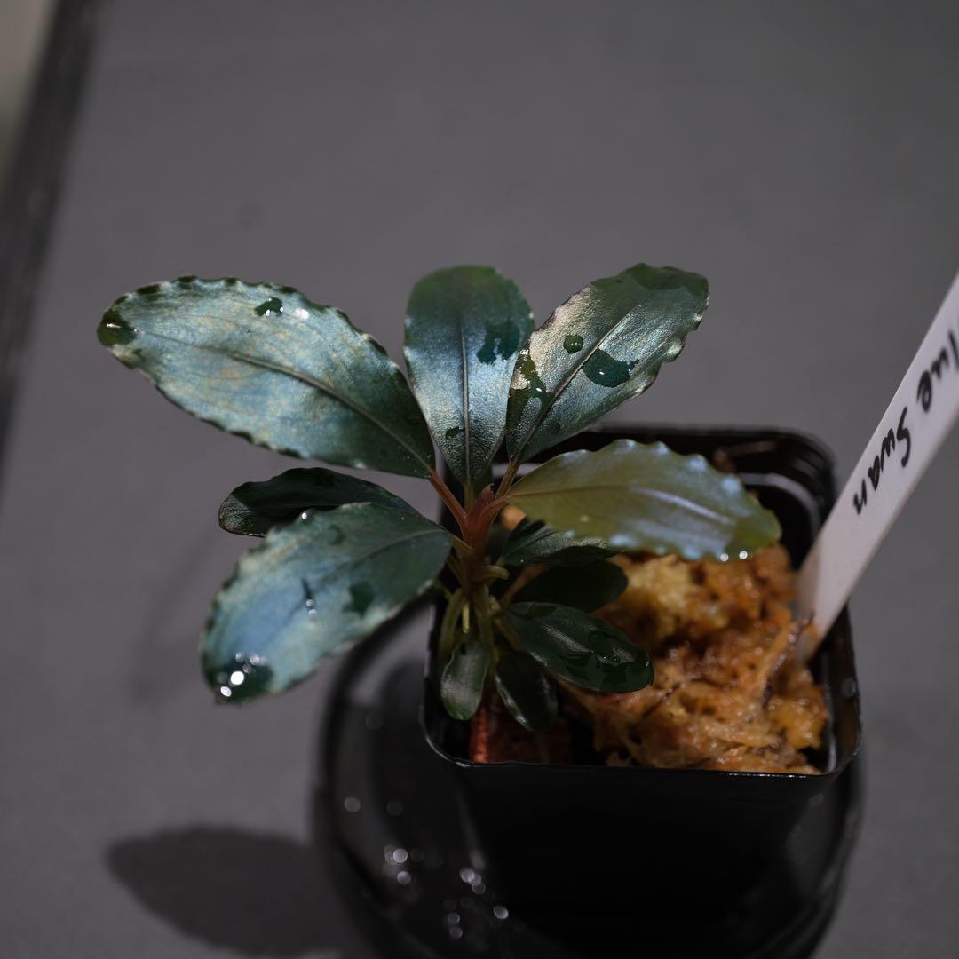 807さんBUCEPHALANDRA 光沢優先