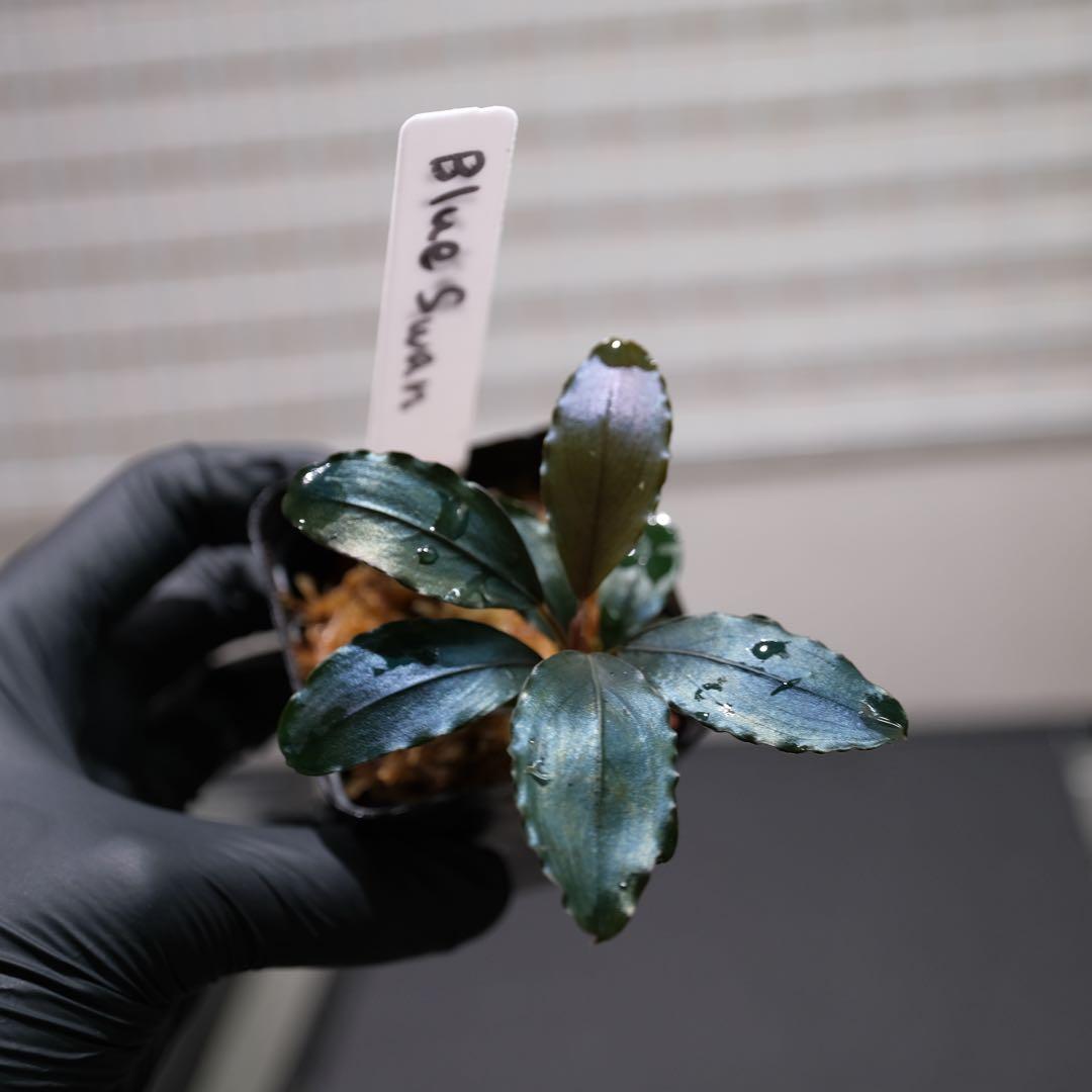 807さんBUCEPHALANDRA 光沢優先