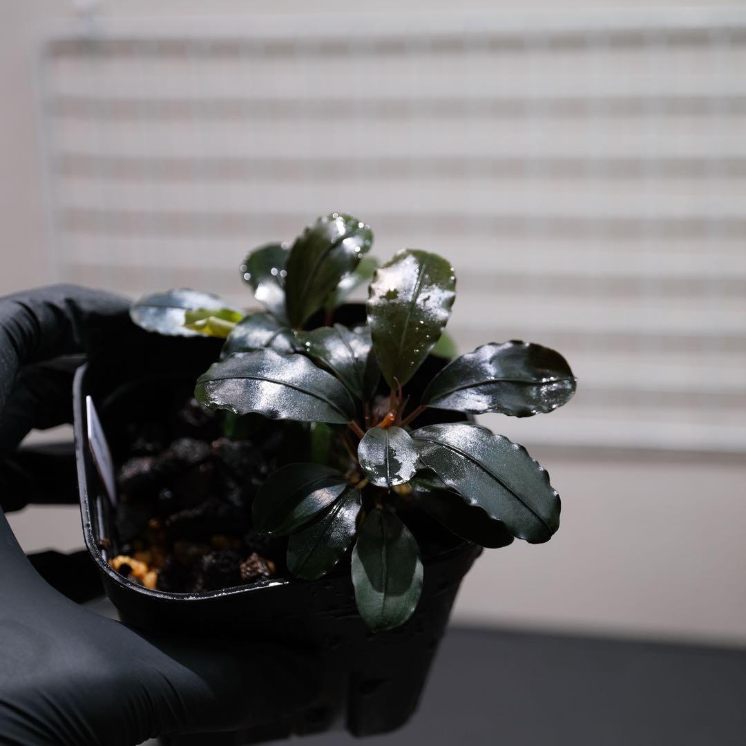 807さんBUCEPHALANDRA 光沢優先