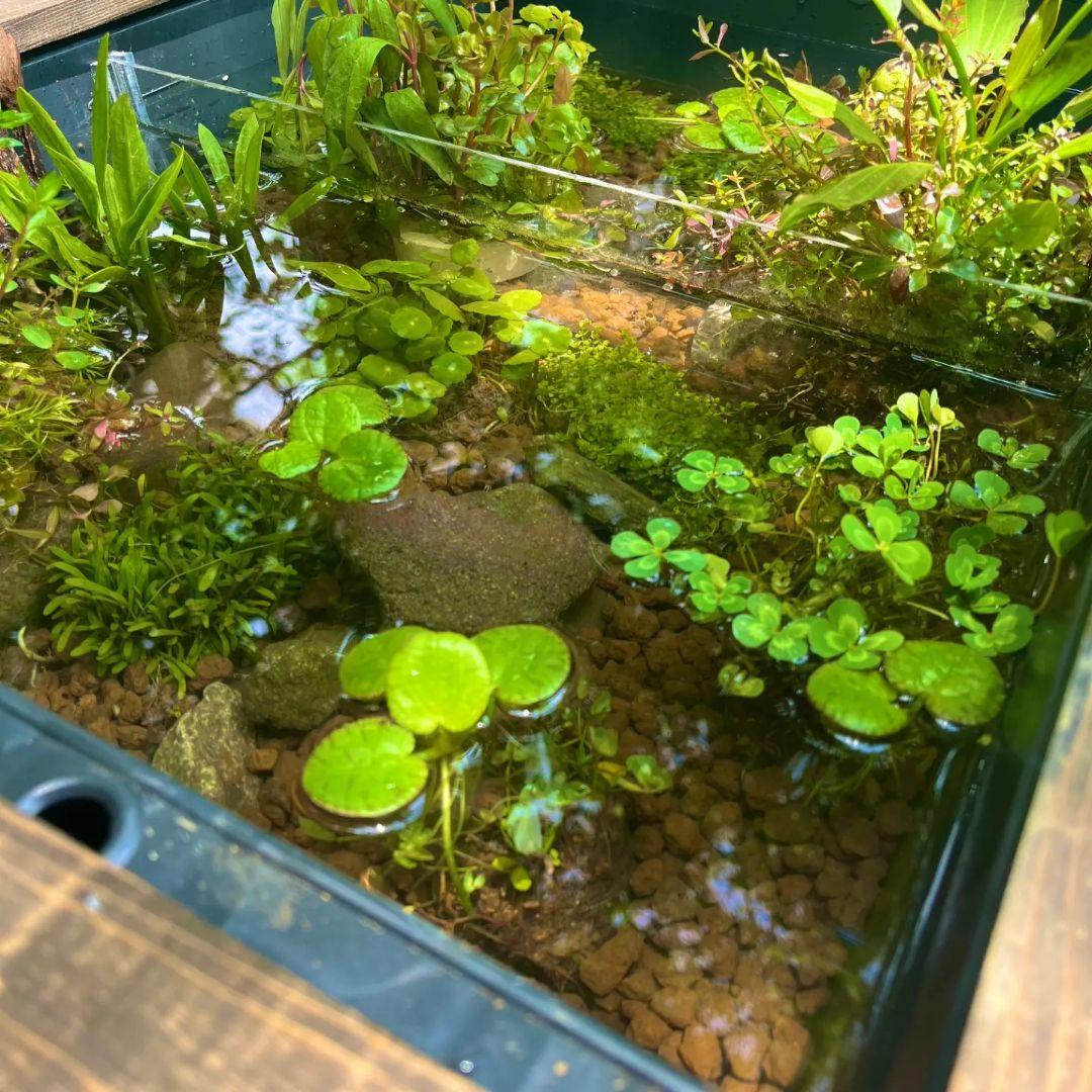 40㍑タイプ　ビオトープ　メダカ・金魚　他　飼育セット　木枠カバー　　トロ舟付