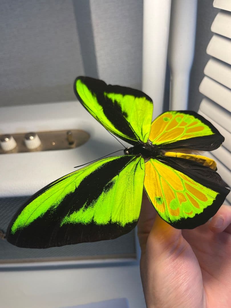 【蝶最大級】ゴライアストリバネアゲハ 外国産蝶標本 蝶 標本メガネトリバネアゲハ