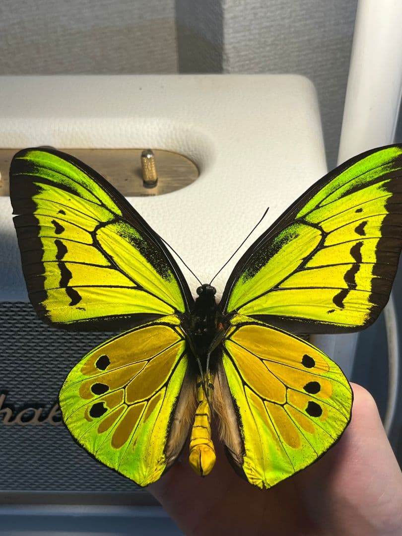 【蝶最大級】ゴライアストリバネアゲハ 外国産蝶標本 蝶 標本メガネトリバネアゲハ